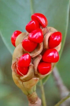 Silver Mist Sweetbay Magnolia - 3 Gallon Pot -Stylish Garden Plant Store Magnolia Sweet Bay 14