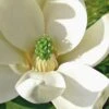 Moonglow Sweetbay Magnolia Tree (Magnolia Virginiana 'Jim Wilson') - 7 Gallon Pot (5-6') -Stylish Garden Plant Store Magnolia Sweetbay Moonglow 10