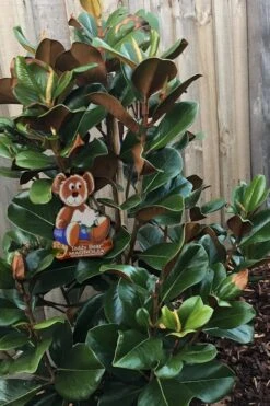Teddy Bear Dwarf Southern Magnolia - 3 Gallon Pot -Stylish Garden Plant Store Magnolia Teddy Bear 4