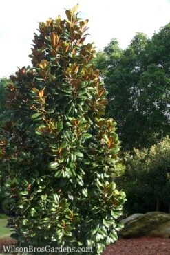 Teddy Bear Dwarf Southern Magnolia - 3 Gallon Pot -Stylish Garden Plant Store Magnolia Teddy Bear 5