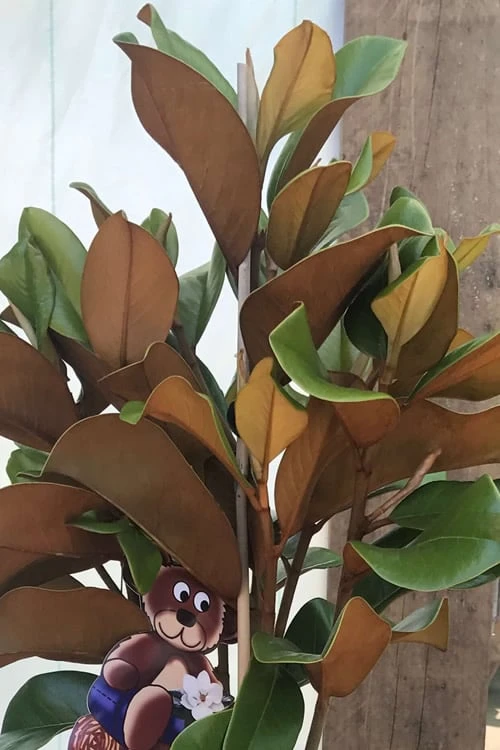 Teddy Bear Dwarf Southern Magnolia - 7 Gallon Pot (3-4') 7 Teddy Bear Dwarf Southern Magnolia - 7 Gallon Pot (3-4') - Image 5