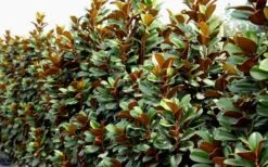 Teddy Bear Dwarf Southern Magnolia - 3 Gallon Pot -Stylish Garden Plant Store Magnolia Teddy Bear 8