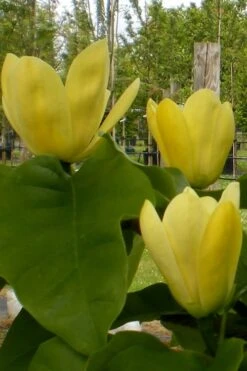 Yellow Bird Magnolia Tulip Tree - 3 Gallon Pot -Stylish Garden Plant Store Magnolia Yellow Bird 10