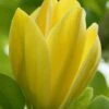Yellow Bird Magnolia Tulip Tree - 1 Gallon Pot -Stylish Garden Plant Store Magnolia Yellow Bird 13 1
