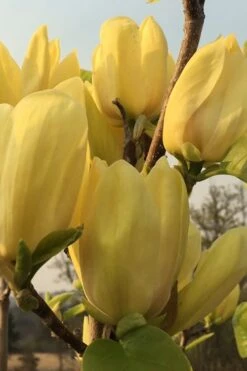 Yellow Bird Magnolia Tulip Tree - 3 Gallon Pot -Stylish Garden Plant Store Magnolia Yellow Bird 14