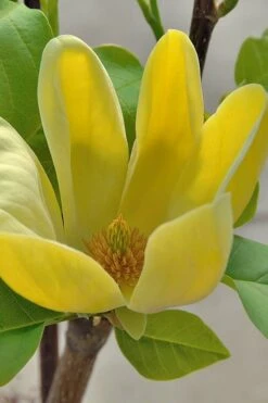 Yellow Bird Magnolia Tulip Tree - 1 Gallon Pot -Stylish Garden Plant Store Magnolia Yellow Bird 16 1