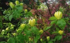 Yellow Bird Magnolia Tulip Tree - 3 Gallon Pot -Stylish Garden Plant Store Magnolia Yellow Bird 18