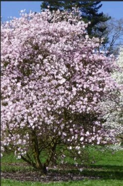 Centennial Blush Star Magnolia - 3 Gallon Pot -Stylish Garden Plant Store Magnolia stellata centennial blush 2