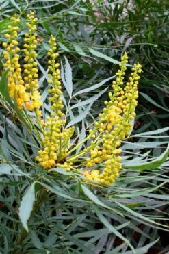 Soft Caress Mahonia - 3 Gallon Pot -Stylish Garden Plant Store Mahonia Soft Caress 10
