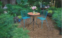 Soft Caress Mahonia - 3 Gallon Pot -Stylish Garden Plant Store Mahonia Soft Caress 13