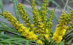 Soft Caress Mahonia - 3 Gallon Pot -Stylish Garden Plant Store Mahonia Soft Caress Flowers 2