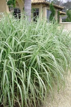Variegated Maiden Grass - Miscanthus Sinensis 'Variegatus' - 6 Pack Of 1 Gallon Pots -Stylish Garden Plant Store Maiden Grass Variegated 11 1
