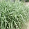 Variegated Maiden Grass - Miscanthus Sinensis 'Variegatus' - 1 Gallon Pot -Stylish Garden Plant Store Maiden Grass Variegated 11