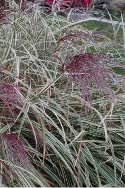 Variegated Maiden Grass - Miscanthus Sinensis 'Variegatus' - 6 Pack Of 1 Gallon Pots -Stylish Garden Plant Store Maiden Grass Variegated 12 1