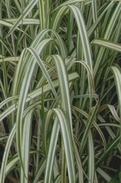 Variegated Maiden Grass - Miscanthus Sinensis 'Variegatus' - 6 Pack Of 1 Gallon Pots -Stylish Garden Plant Store Maiden Grass Variegated 13 1