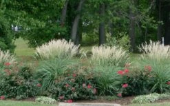 Adagio Dwarf Maiden Grass - Miscanthus Sinensis - 1 Gallon Pot -Stylish Garden Plant Store Miscanthus Adagio 1