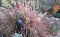 Adagio Dwarf Maiden Grass - Miscanthus Sinensis - 3 Gallon Pot -Stylish Garden Plant Store Miscanthus Adagio Fall Foliage Color 1