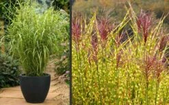 Gold Breeze Zebra Grass (Miscanthus) - 1 Gallon Pot -Stylish Garden Plant Store Miscanthus Gold Breeze Flowers