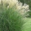 Maiden Grass - Miscanthus Sinensis 'Gracillimus' - 3 Gallon Pot -Stylish Garden Plant Store Miscanthus Gracillimus 10 500x750 3
