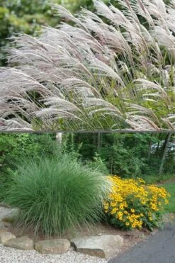 Maiden Grass - Miscanthus Sinensis 'Gracillimus' - 3 Gallon Pot -Stylish Garden Plant Store Miscanthus Gracillimus 500x750 3