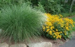 Maiden Grass - Miscanthus Sinensis 'Gracillimus' - 6 Pack Of 1 Gallon Pots -Stylish Garden Plant Store Miscanthus Gracillimus With Rudbeckia 1