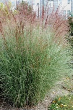 Morning Light Maiden Grass - Miscanthus Sinensis - 1 Gallon Pot -Stylish Garden Plant Store Miscanthus Morning Light 1 2