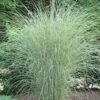 Morning Light Maiden Grass - Miscanthus Sinensis - 3 Gallon Pot -Stylish Garden Plant Store Miscanthus Morning Light 2