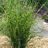 Porcupine Zebra Grass (Miscanthus Sinensis 'Strictus') - 3 Gallon Pot -Stylish Garden Plant Store Miscanthus Porcupine Grass 13
