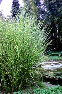 Porcupine Zebra Grass (Miscanthus Sinensis 'Strictus') - 3 Gallon Pot -Stylish Garden Plant Store Miscanthus Porcupine Grass 14