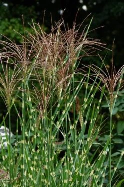 Porcupine Zebra Grass (Miscanthus Sinensis 'Strictus') - 3 Gallon Pot -Stylish Garden Plant Store Miscanthus Porcupine Grass 5