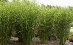 Porcupine Zebra Grass (Miscanthus Sinensis 'Strictus') - 3 Gallon Pot -Stylish Garden Plant Store Miscanthus Porcupine Grass 8