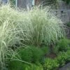 Variegated Maiden Grass - Miscanthus Sinensis 'Variegatus' - 3 Gallon Pot -Stylish Garden Plant Store Miscanthus Variegated 3 2