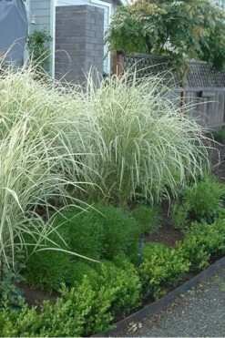 Variegated Maiden Grass - Miscanthus Sinensis 'Variegatus' - 1 Gallon Pot -Stylish Garden Plant Store Miscanthus Variegated 3
