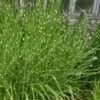 Zebra Grass - Miscanthus Sinensis 'Zebrinus' - 3 Gallon Pot -Stylish Garden Plant Store Miscanthus Zebra Grass 13