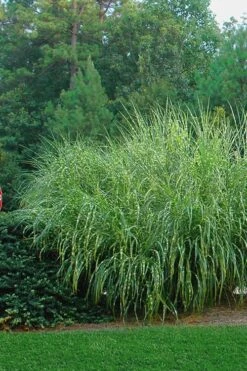 Zebra Grass - Miscanthus Sinensis 'Zebrinus' - 3 Gallon Pot -Stylish Garden Plant Store Miscanthus Zebra Grass 14