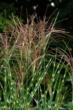 Zebra Grass - Miscanthus Sinensis 'Zebrinus' - 6 Pack Of 1 Gallon Pots -Stylish Garden Plant Store Miscanthus Zebra Grass 15 2