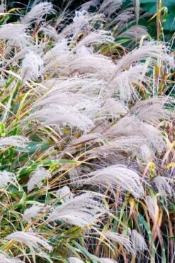 Zebra Grass - Miscanthus Sinensis 'Zebrinus' - 6 Pack Of 1 Gallon Pots -Stylish Garden Plant Store Miscanthus Zebra Grass 16 2