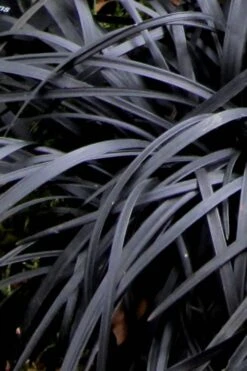 Black Mondo Grass - Ophiopogon Planiscapus 'Nigrescens' - 6 Pack Of 1 Gallon Pots -Stylish Garden Plant Store Mondo Grass Black 10 1
