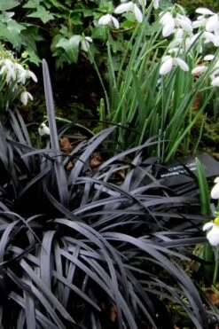 Black Mondo Grass - Ophiopogon Planiscapus 'Nigrescens' - 6 Pack Of 1 Gallon Pots -Stylish Garden Plant Store Mondo Grass Black 11 1