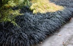 Black Mondo Grass - Ophiopogon Planiscapus 'Nigrescens' - 6 Pack Of 1 Gallon Pots -Stylish Garden Plant Store Mondo Grass Black 12 1