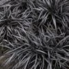 Black Mondo Grass - Ophiopogon Planiscapus 'Nigrescens' - 10 Pack Of Pint Pots -Stylish Garden Plant Store Mondo Grass Black 15