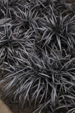 Black Mondo Grass - Ophiopogon Planiscapus 'Nigrescens' - 10 Pack Of Pint Pots