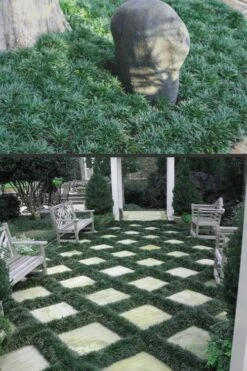 Dwarf Mondo Grass - 32 Pack Of 2.5" Pots -Stylish Garden Plant Store Mondo Grass Dwarf Rev 500x750 1