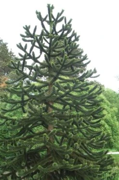 Monkey Puzzle Tree - Araucaria Auracana - 3 Gallon Pot -Stylish Garden Plant Store Monkey Puzzle Tree 2