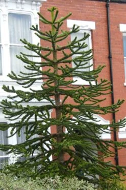 Monkey Puzzle Tree (Araucaria Auracana) - 8" Pot (16-18") -Stylish Garden Plant Store Monkey Puzzle Tree 3 1