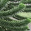Monkey Puzzle Tree - Araucaria Auracana - 3 Gallon Pot -Stylish Garden Plant Store Monkey Puzzle Tree 4