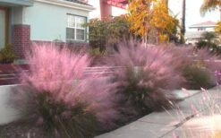 Pink Muhly Grass (Cotton Candy Grass) - 1 Gallon Pot (On Sale) -Stylish Garden Plant Store Muhly Grass Pink 112