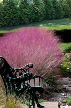 Pink Muhly Grass (Cotton Candy Grass) - 1 Gallon Pot (On Sale) -Stylish Garden Plant Store Muhly Grass Pink 200