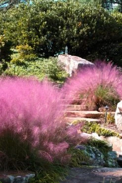 Pink Muhly Grass - Cotton Candy Grass - 1 Gallon Pot -Stylish Garden Plant Store Muhly Grass Pink 202 2
