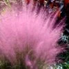 Pink Muhly Grass - Cotton Candy Grass - 1 Gallon Pot -Stylish Garden Plant Store Muhly Grass Pink 204 2